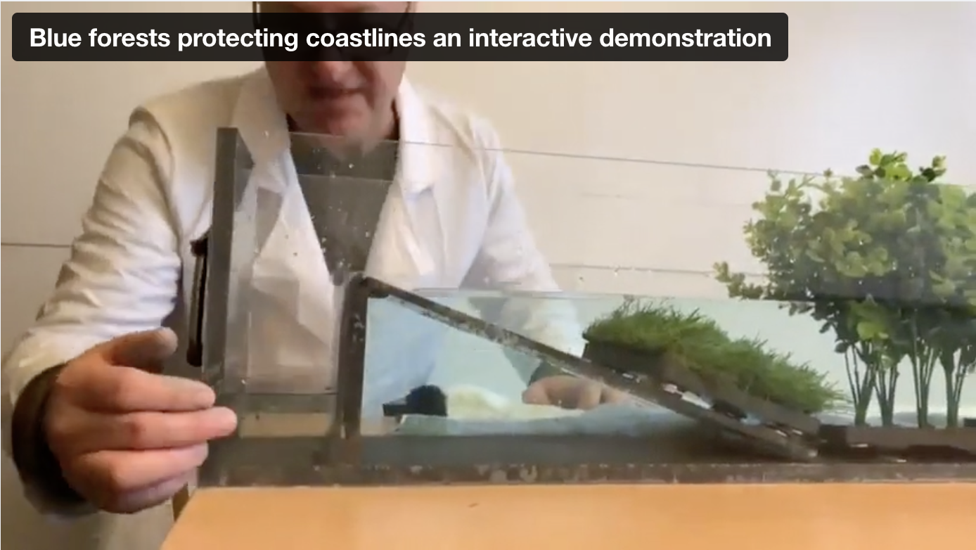 How do Blue Forests Provide Coastal Protection Against Storm Surges?