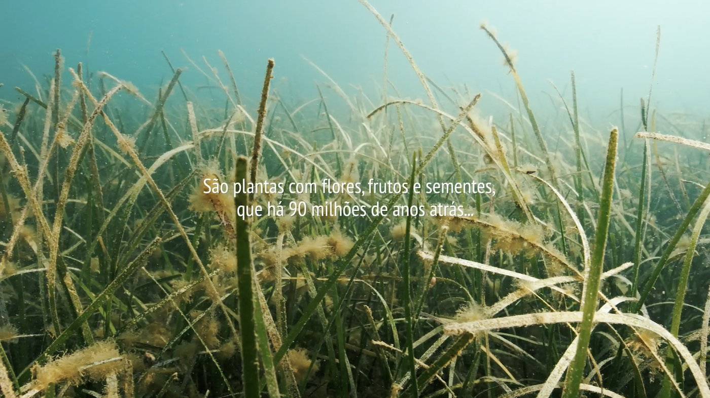 Introdução às pradarias marinhas