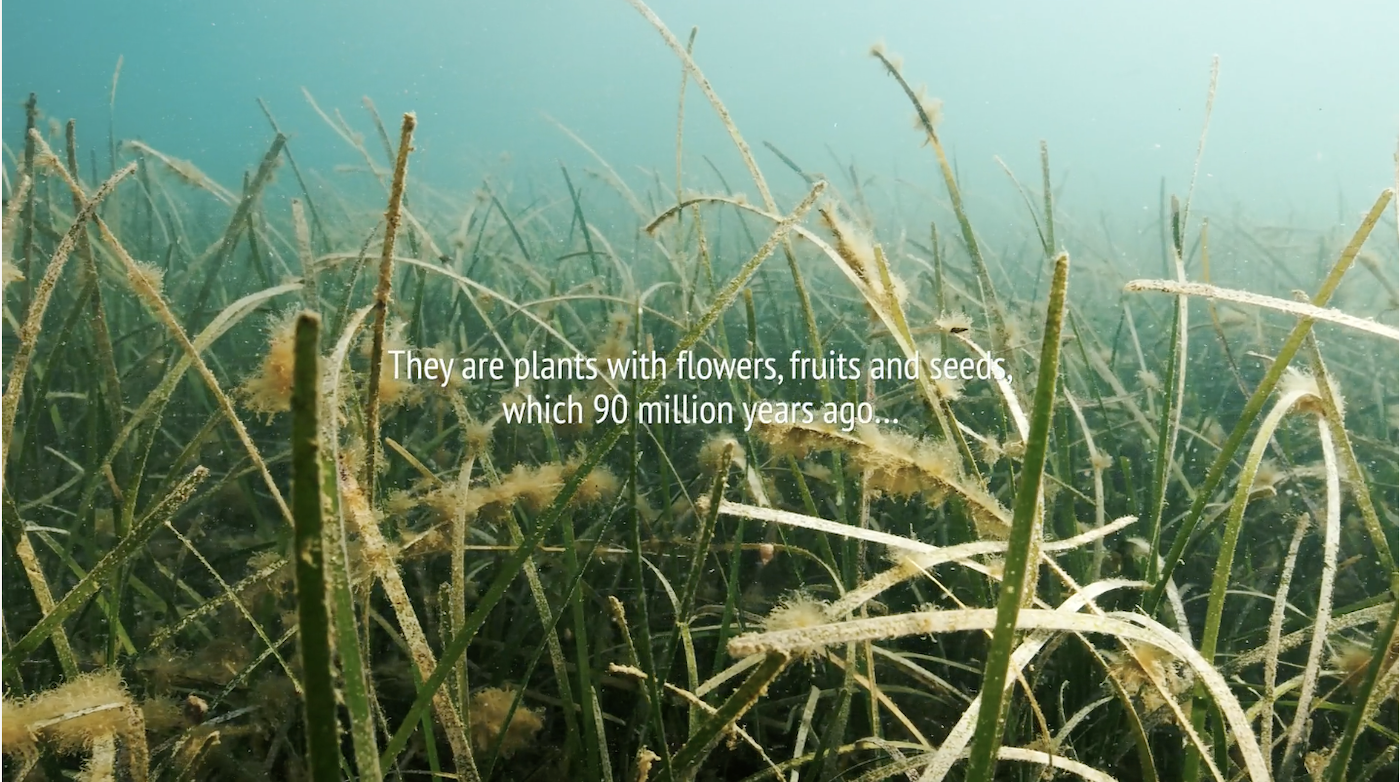 Introduction to Seagrass Meadows