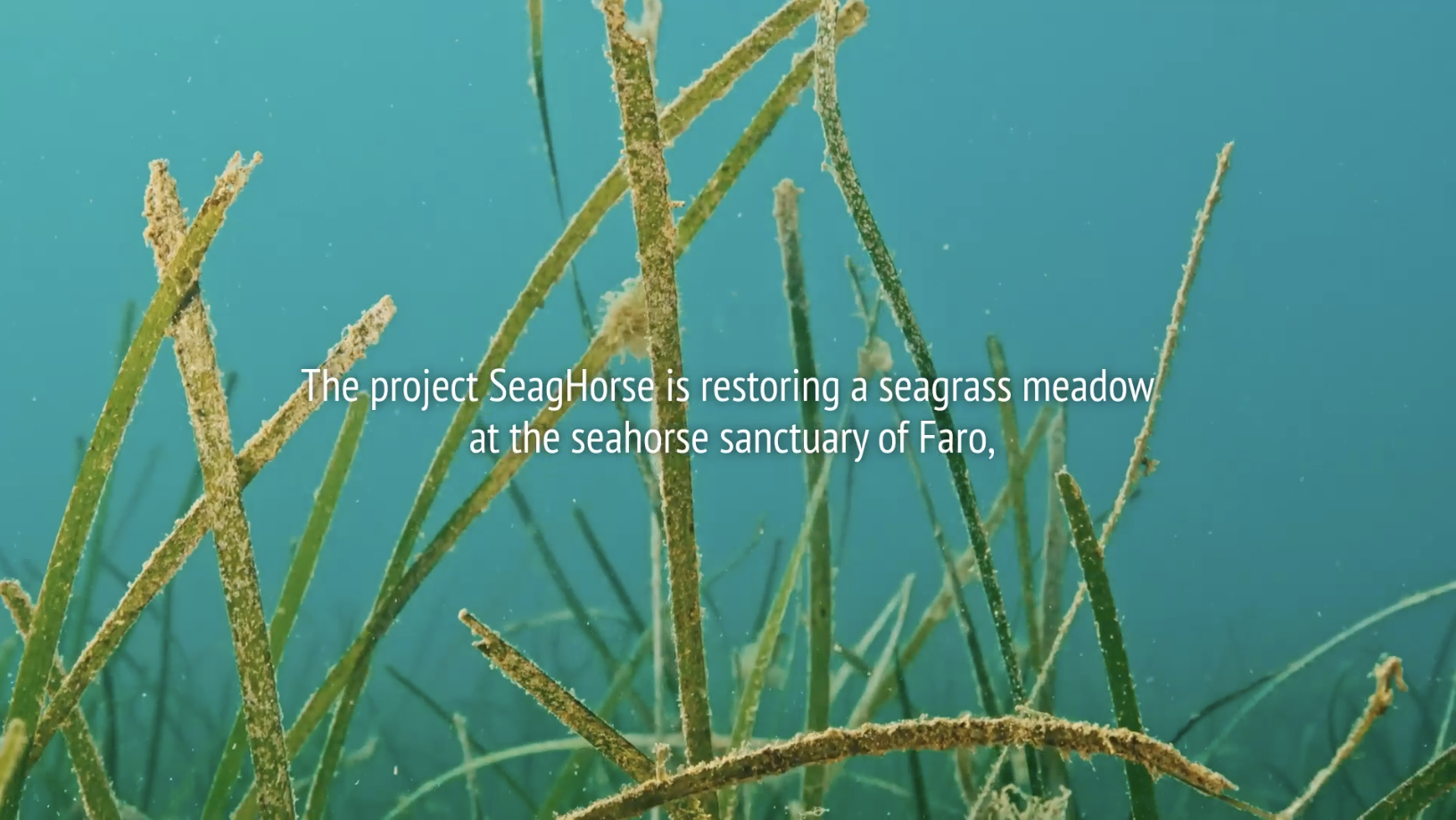 Restoration of seagrasses