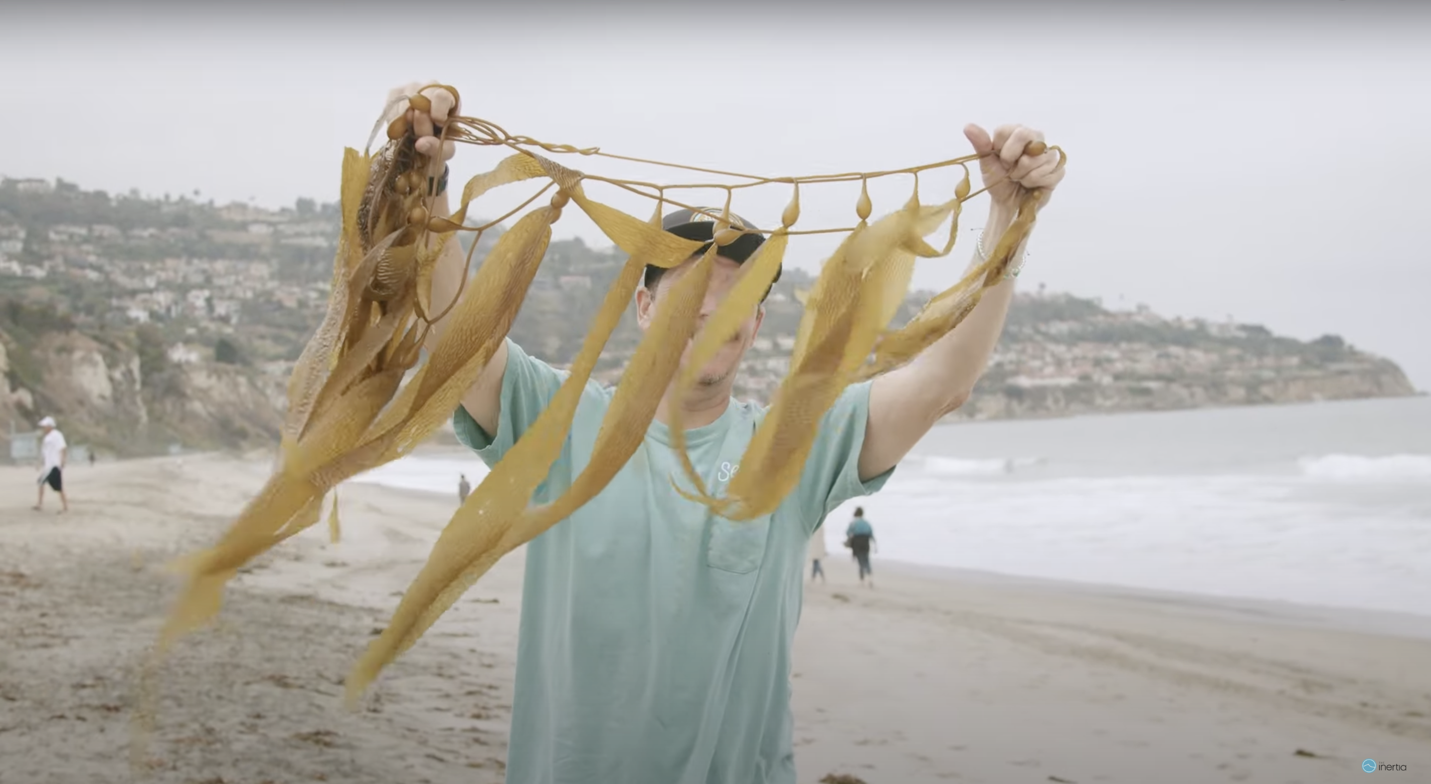 After 90% of California’s Kelp Forests Were Destroyed, SeaTrees Is Restoring Them