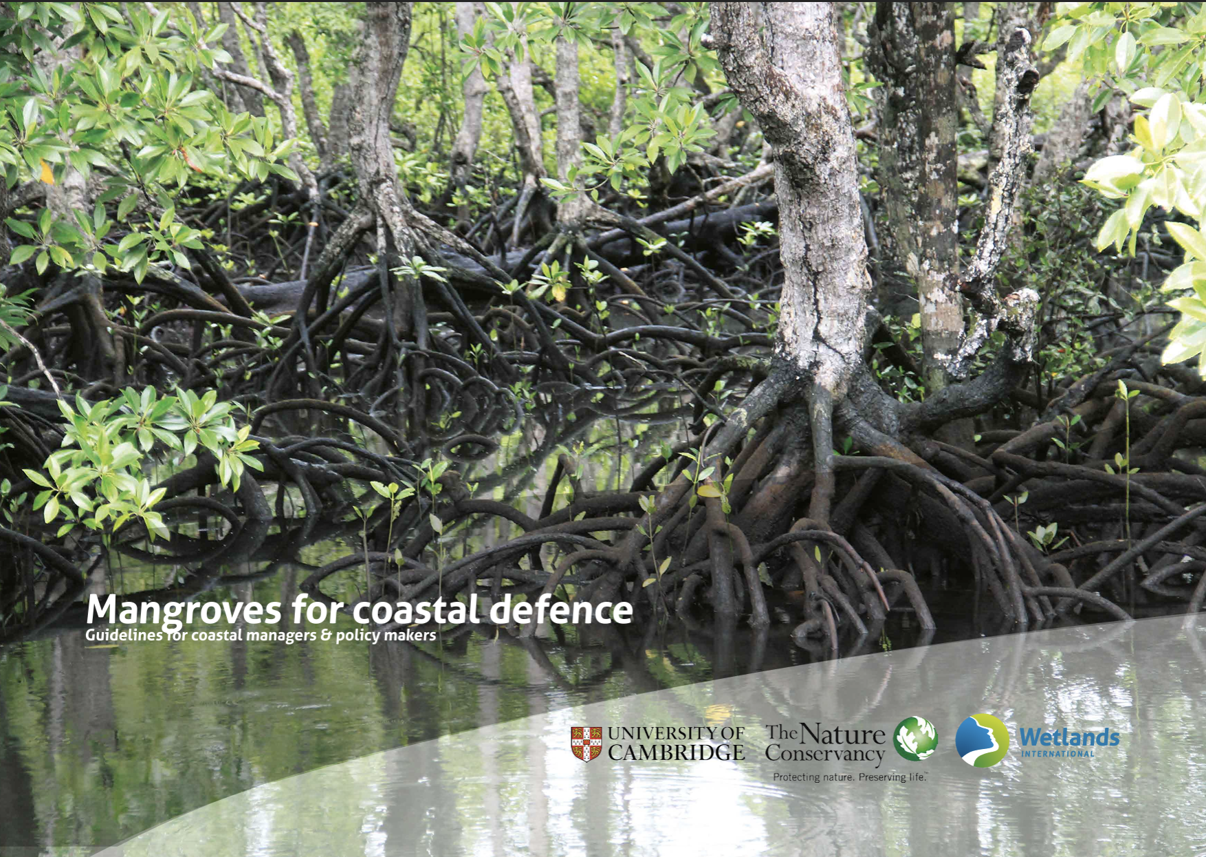 Mangroves for Coastal Defence